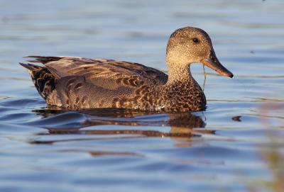 Gadwall, male, molting