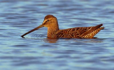 Long-billed Dowitcher, spring breeding plumage