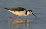 Black-necked Stilt, female