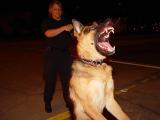 Tampa Police K-9 Unit