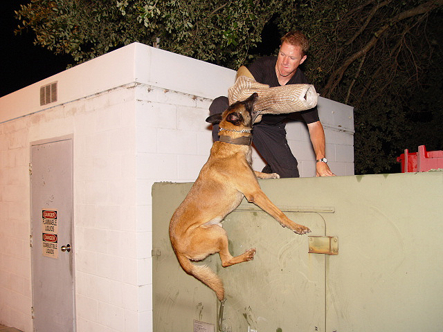 Tampa Police K-9 Unit