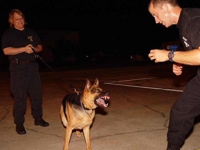 Tampa Police K-9 Unit
