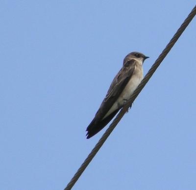 10-01-04 N.Roughwinged3.jpg
