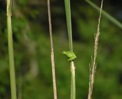 frogs