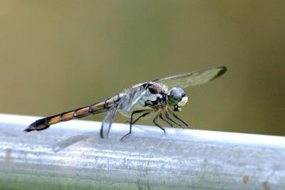 u29/tim32225/medium/17653611.Dragonfly_2426cw.jpg
