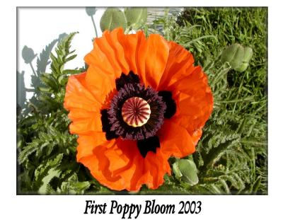 First Poppy Bloom