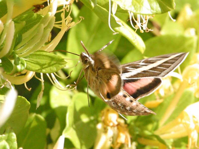 Mammoth Moth