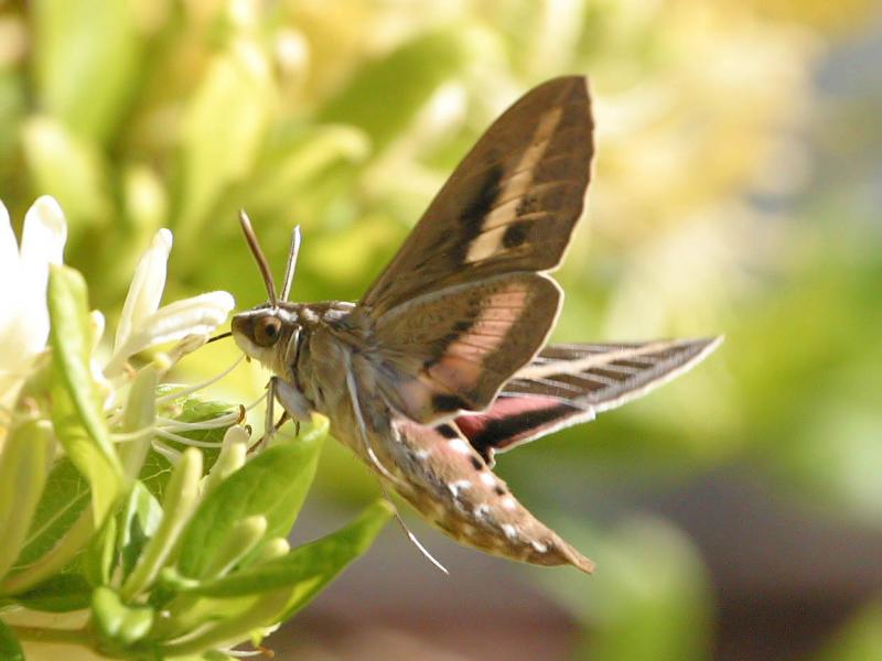 Mammoth Moth