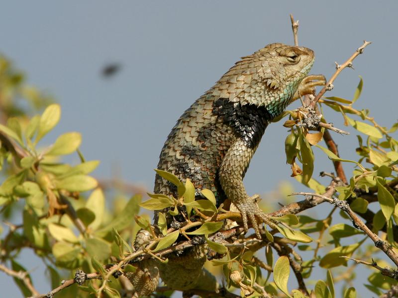 Desert Striped Lizard
