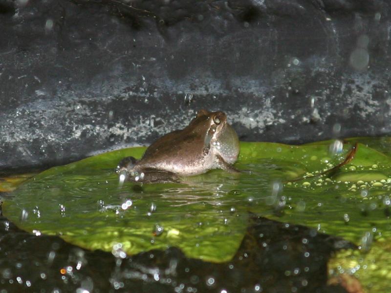 Frog, in our pond