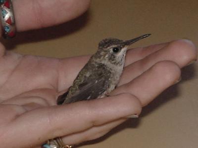 Baby Hummingbird