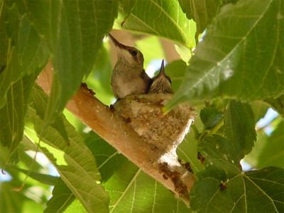 Baby Hummingbirds in the nest