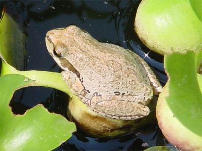 Frog, in our pond