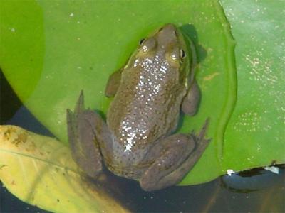 Frog, in our pond