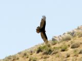 Vulture