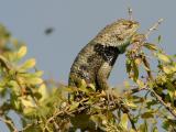 Desert Striped Lizard