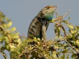 Desert Striped Lizard