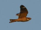 Lesser Nighthawk