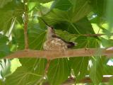 Momma Hummingbird on the nest