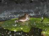 Frog, in our pond