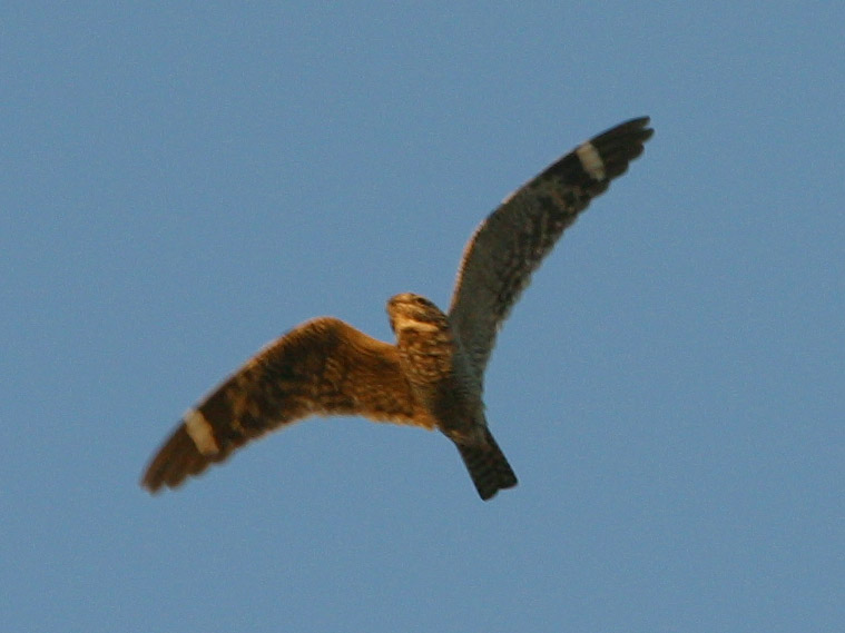 Lesser Nighthawk