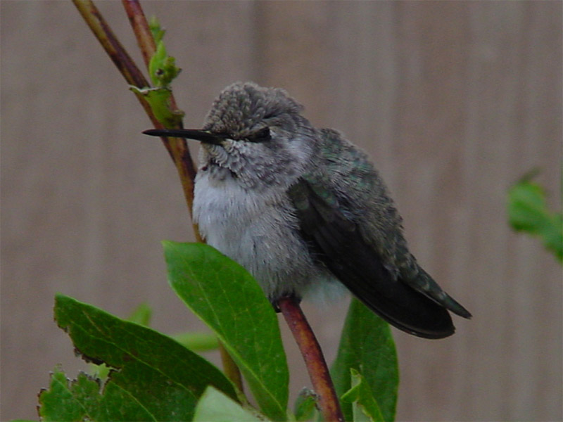 Humming Bird Hangin Out