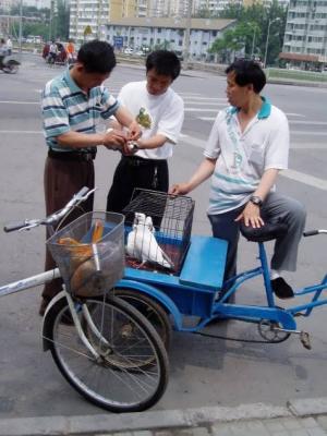 Peddlar selling dove, not for food, but for recreation. 31st May