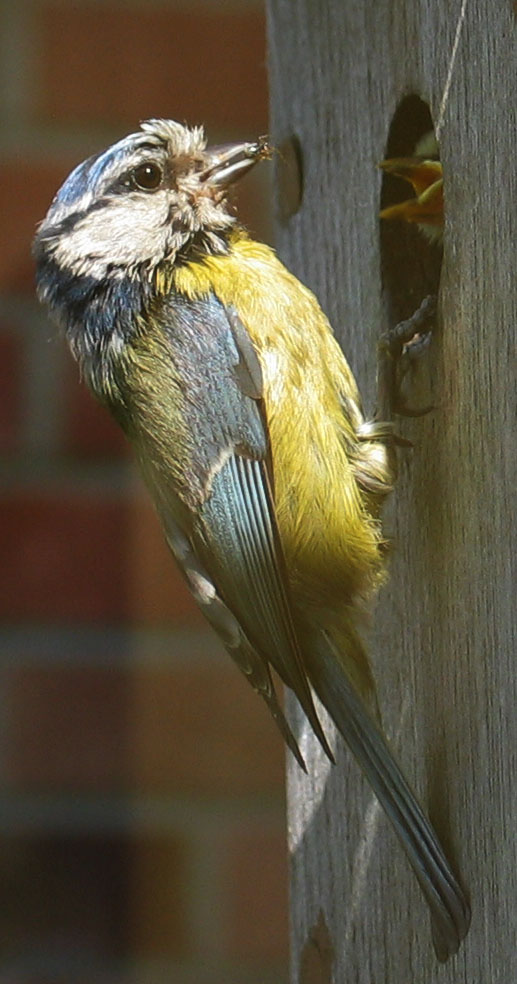 Blue Tit  - Feeding Time