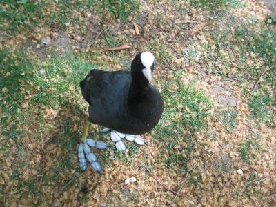 Coot  (really, thats what its called)