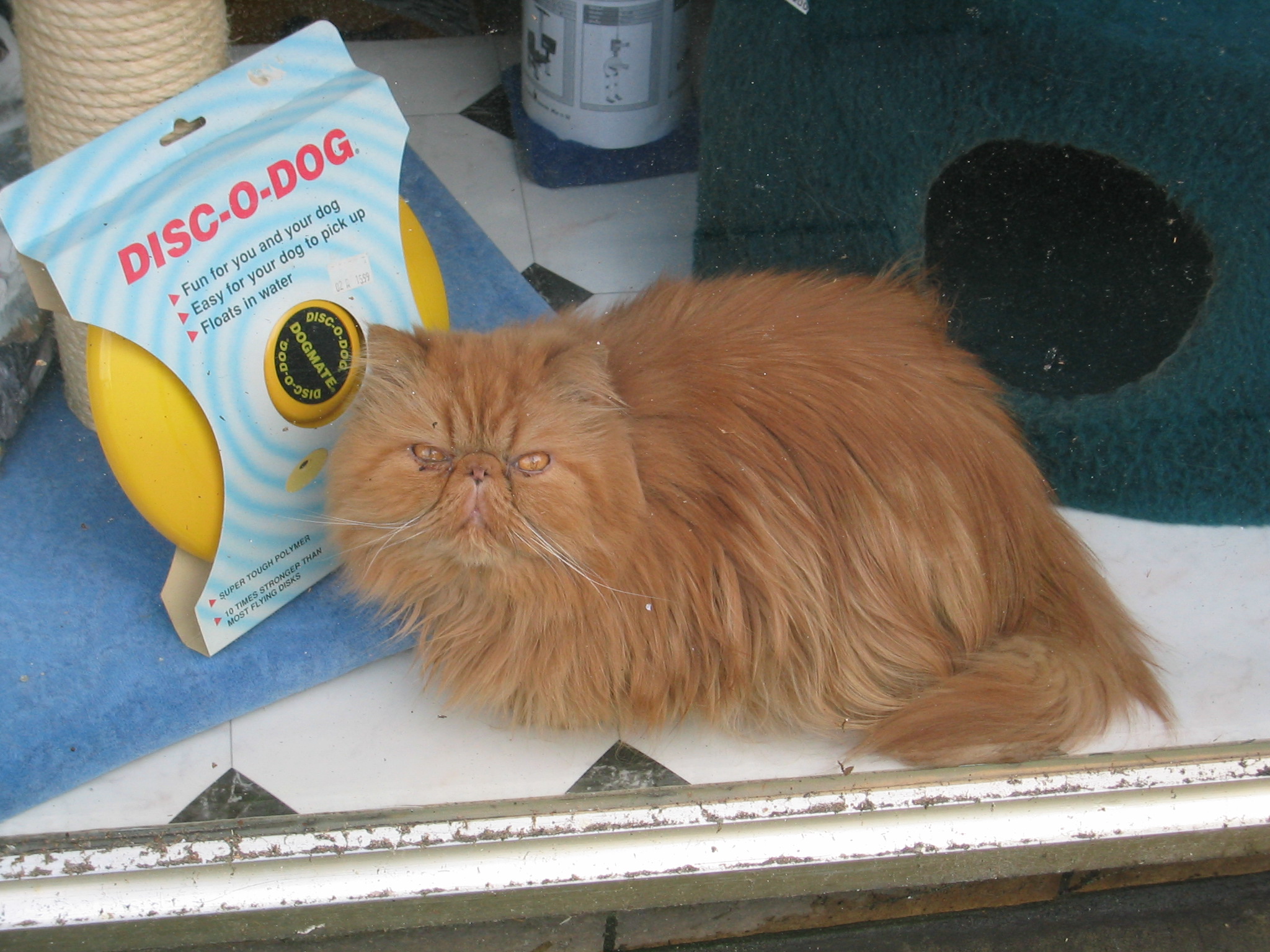 Ugliest cat ever.