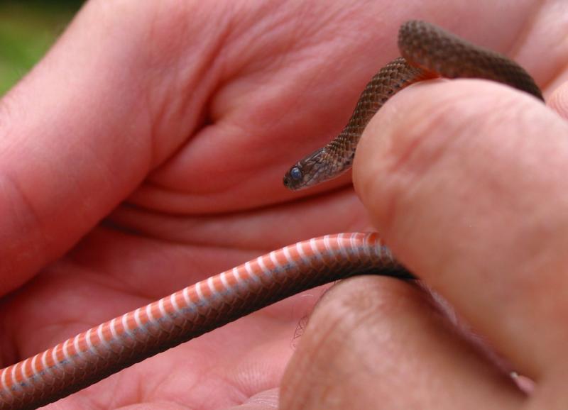 Red Bellied Snake