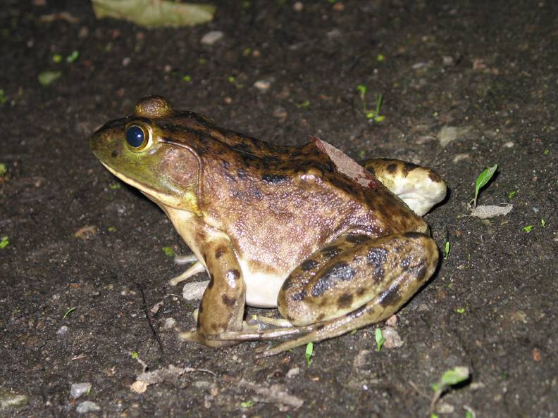 Female Bullfrog