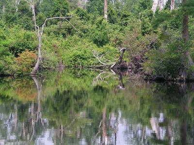 8978  Lake Drummond