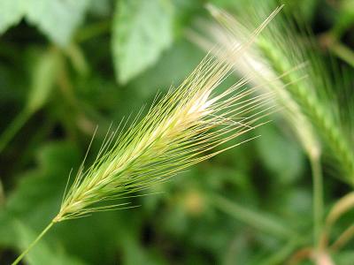 Wild barley in the garden