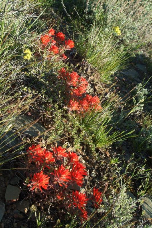 paintbrush DSCF0082.JPG