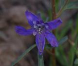 larkspur, a Pocatello mountain wildflower DSCF0110.JPG