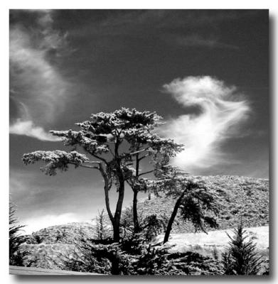 Cypress & Clouds (Infrared)