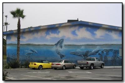 Whales & Cars