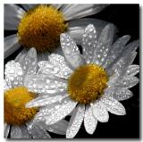 White Daisies with Dew