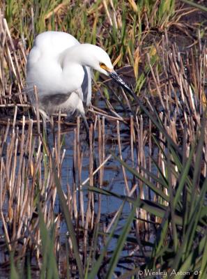 Egret