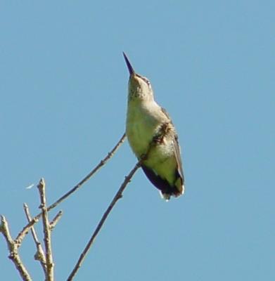 black-chinned fledgling