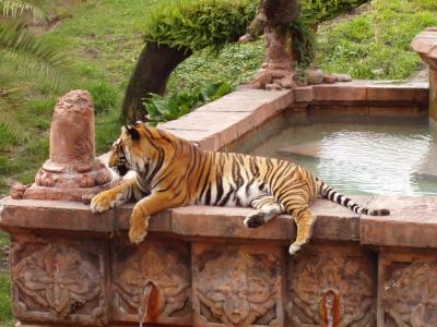 At the Animal Kingdom...