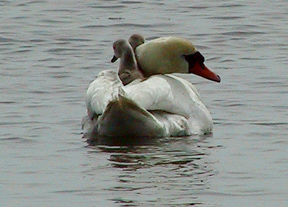 swan plus two.jpg