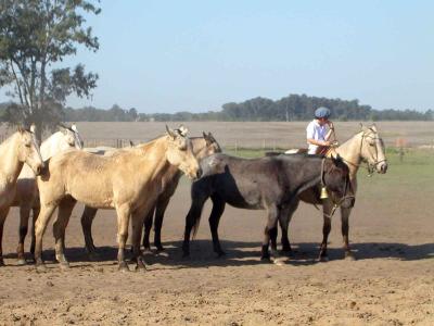 Ranch - Little Gaucho