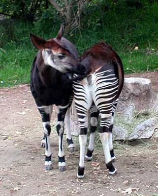 Okapi, coming and going - Taken at the San Diego Wild Animal Park in Escondido, CA