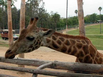 Taken at the San Diego Wild Animal Park in Escondido, CA