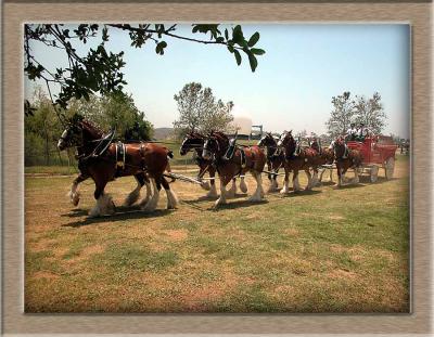 Clydesdales at the Temecula Balloon and wine Festival 2003