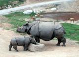 Moma and baby rhino - Taken at the San Diego Wild Animal Park in Escondido, CA