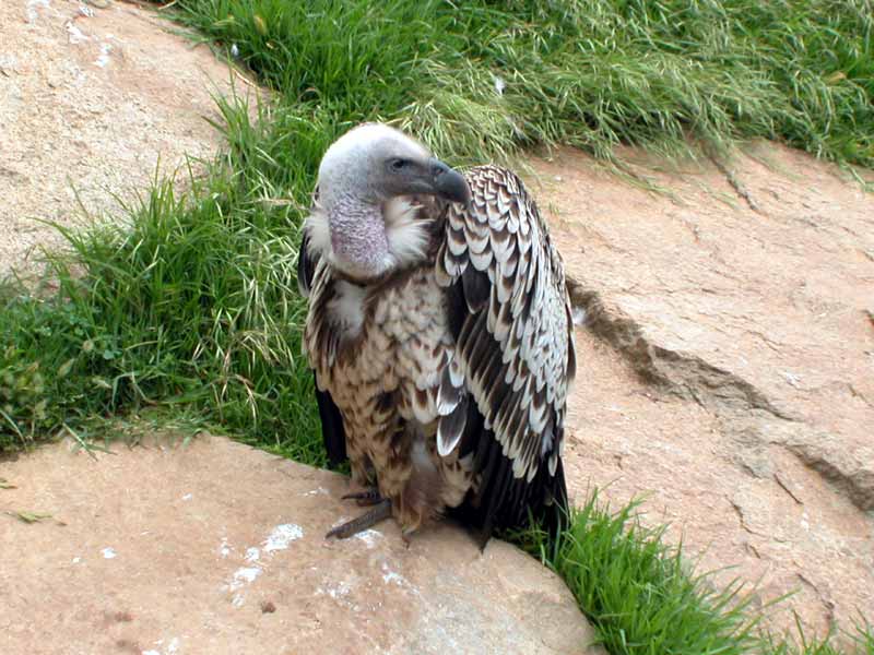 Young vulture - Taken at the San Diego Wild Animal Park in Escondido, CA