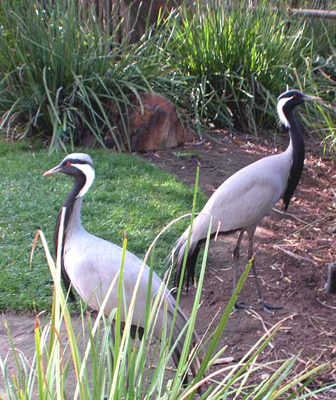 Demoiselle Cranes